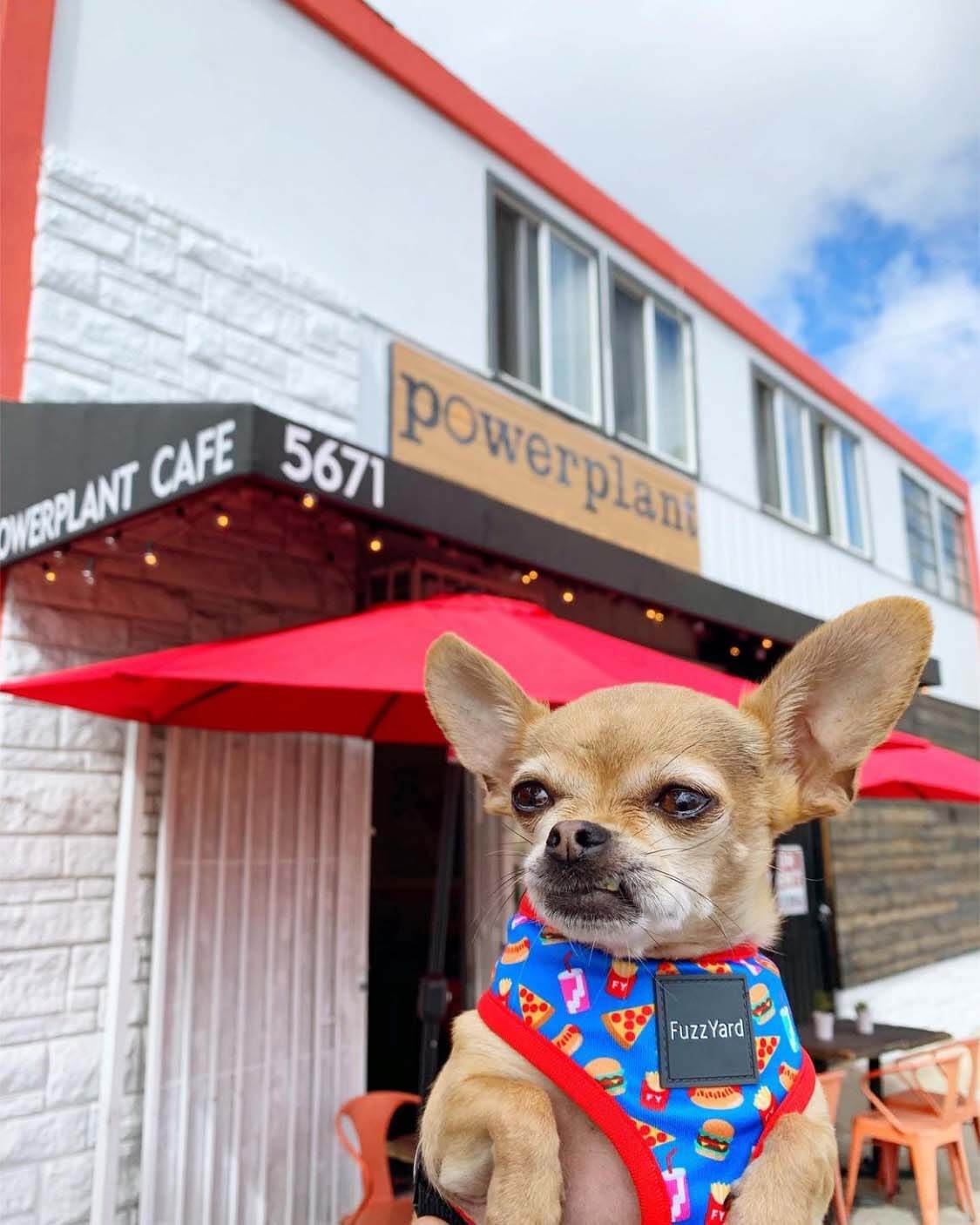 Dog Friendly Vegan Restaurants Near Me