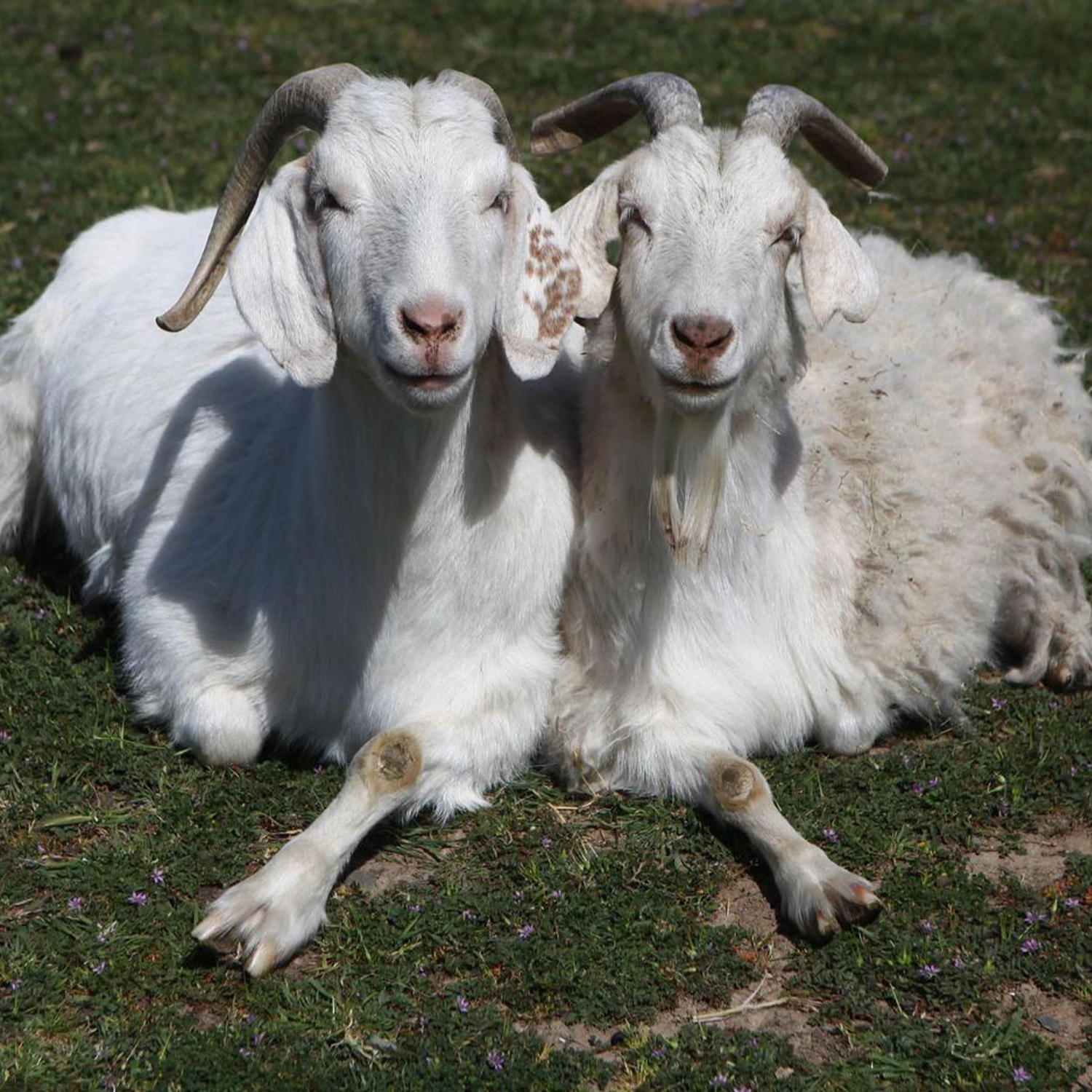 Farm Sanctuary goats