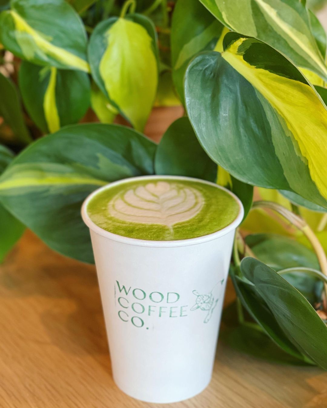 Wood Coffee Co. drink with greenery in the background