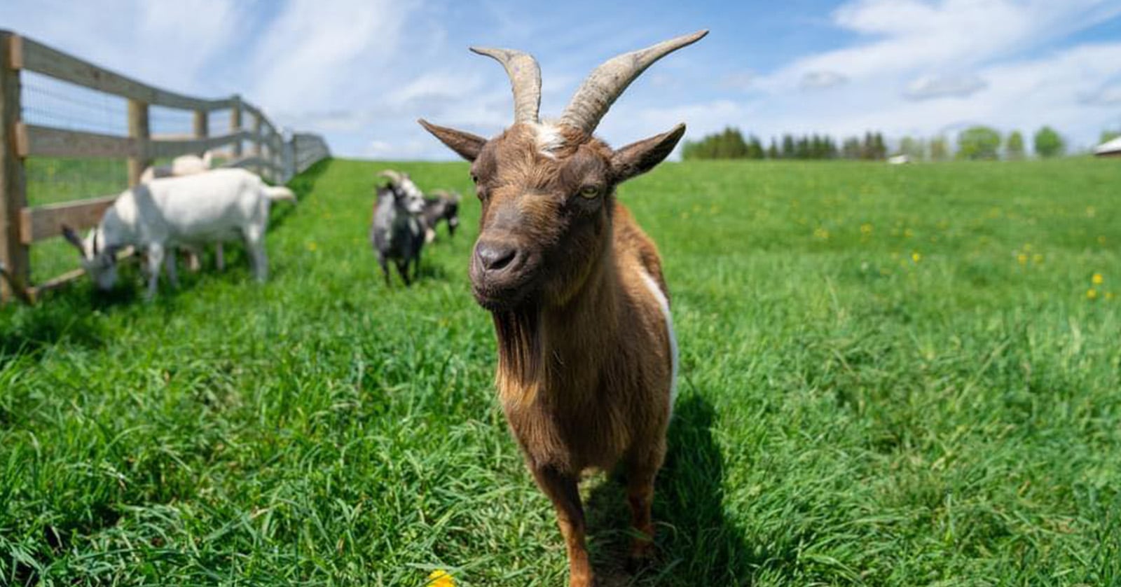 13 Vegan Nonprofits to Donate to This Giving Tuesday