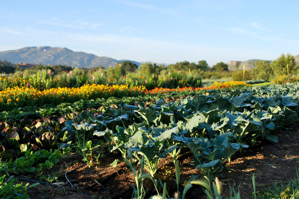 Rancho La Puerta