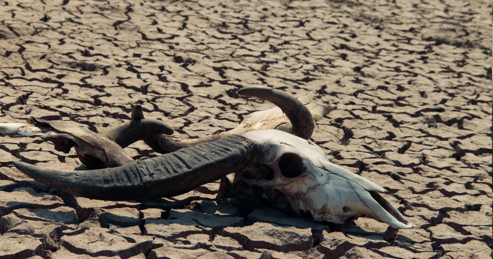The extinction emergency: How climate change is eliminating species at a catastrophic rate