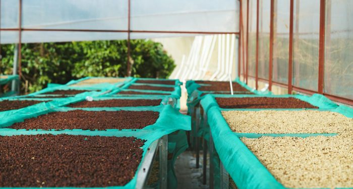 Climate change is redrawing the global coffee map and your morning cup is already getting more expensive