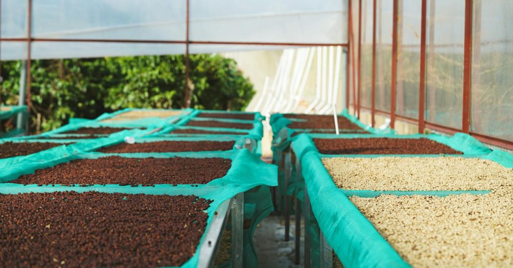 Climate change is redrawing the global coffee map and your morning cup is already getting more expensive