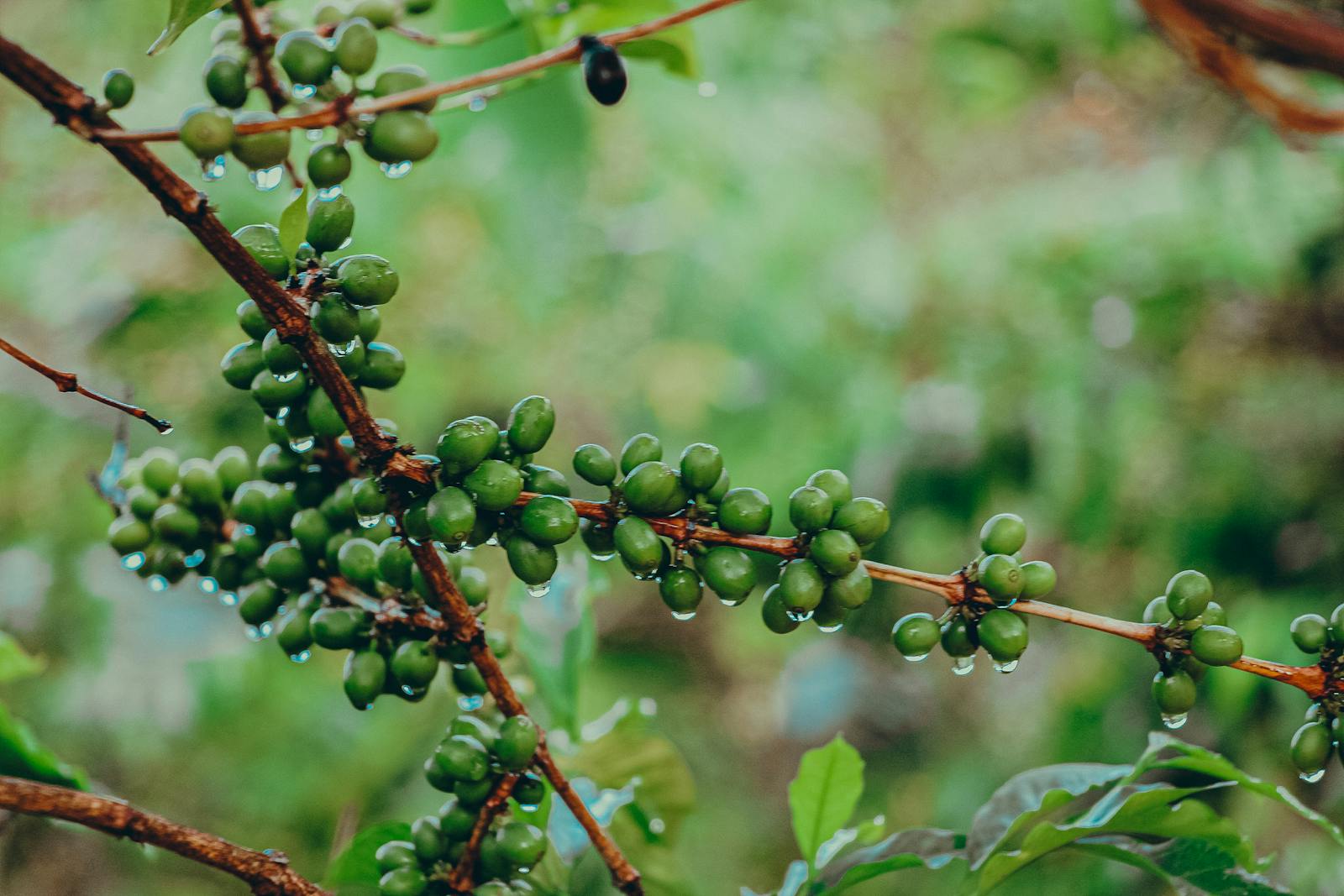 coffee farm climate