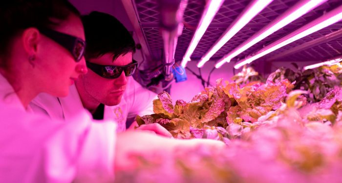 Food security researchers are now recommending insect protein over plant-based alternatives for feeding vulnerable populations