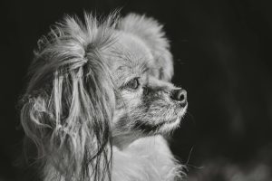 Artistic black and white portrait of a fluffy dog gazing thoughtfully.