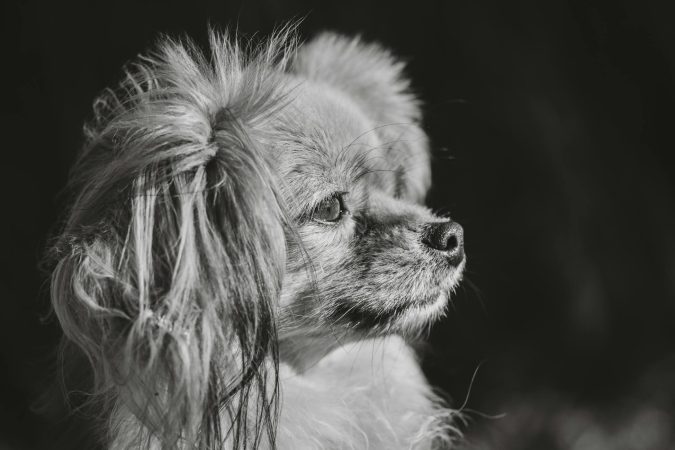 Artistic black and white portrait of a fluffy dog gazing thoughtfully.