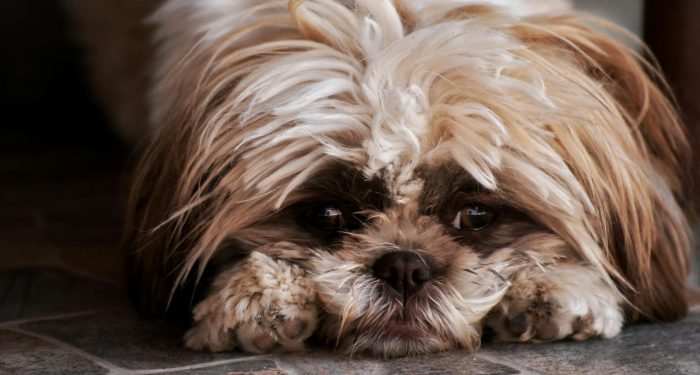 Closeup of cute fluffy sad purebred Chinese Imperial dog lying on marble floor and looking at camera