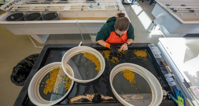 New research links ultra-processed plant-based foods to the same gut inflammation markers as their meat equivalents