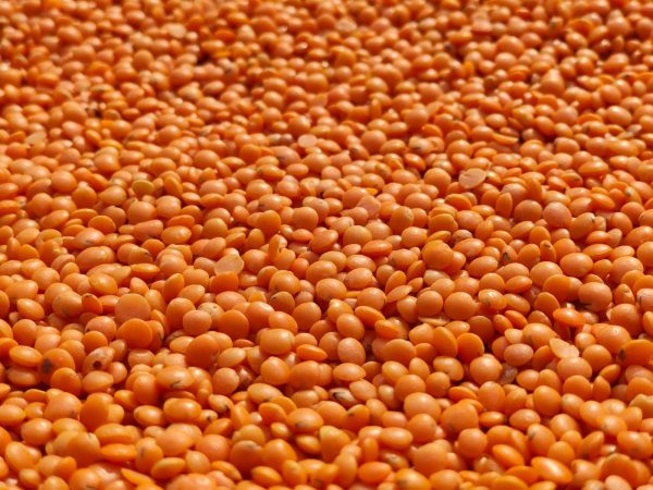 Scientists mapped what 2 billion people will eat by 2050 and the biggest protein source isn't what you'd expect