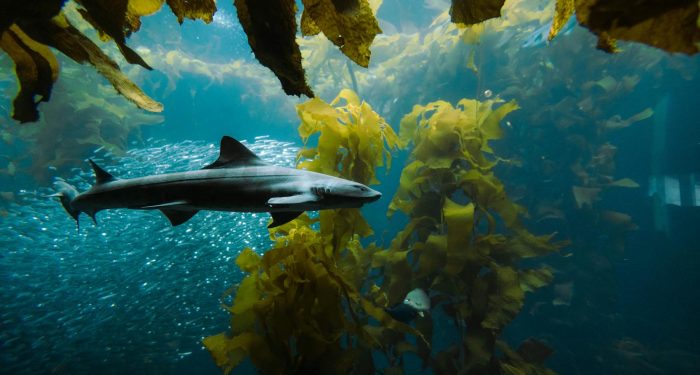 Chile is planting high-altitude seaweed farms to feed 19 million people if its fruit exports collapse