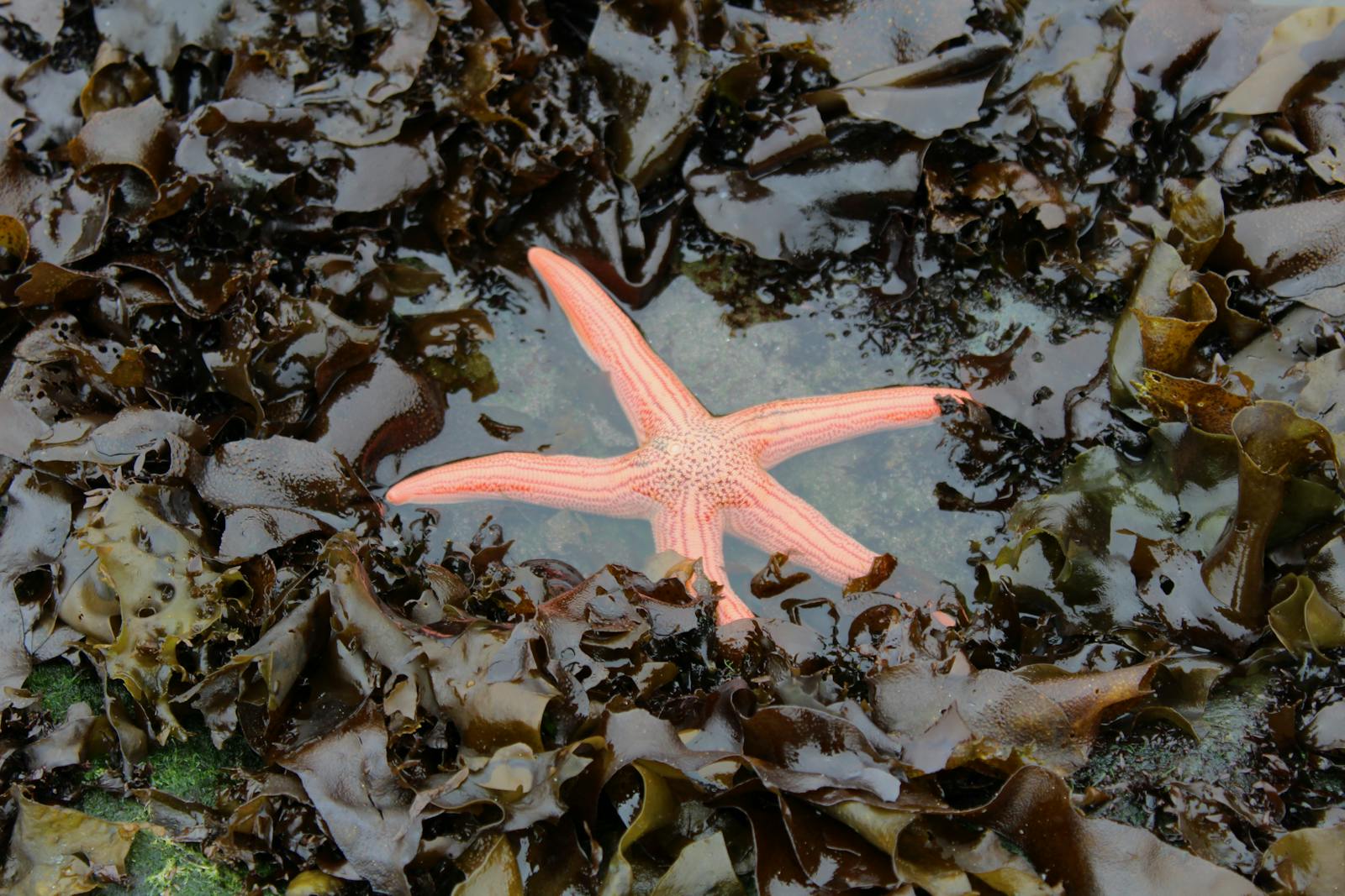Chile seaweed farm coast