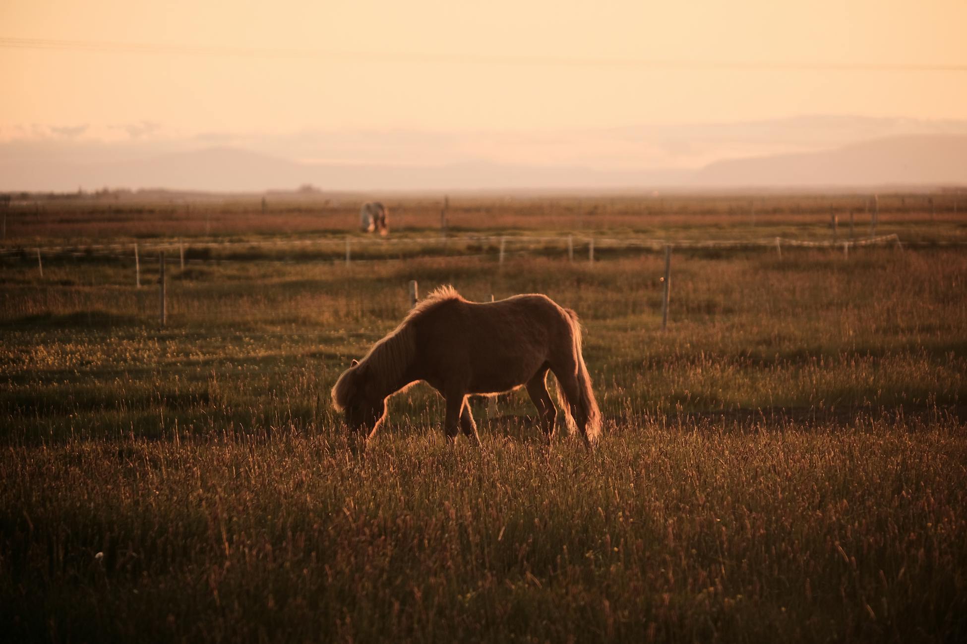 A serene scene of a horse grazing in an open field during sunset, with warm hues creating a peaceful atmosphere.