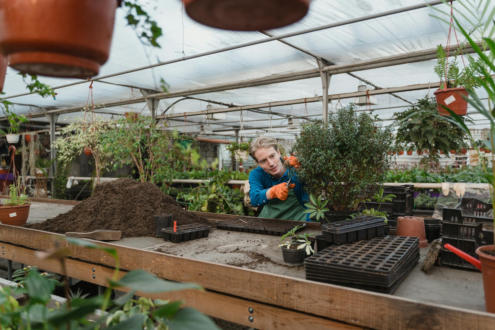 Man working in an indoor greenhouse environment, tending to plants with gardening tools.