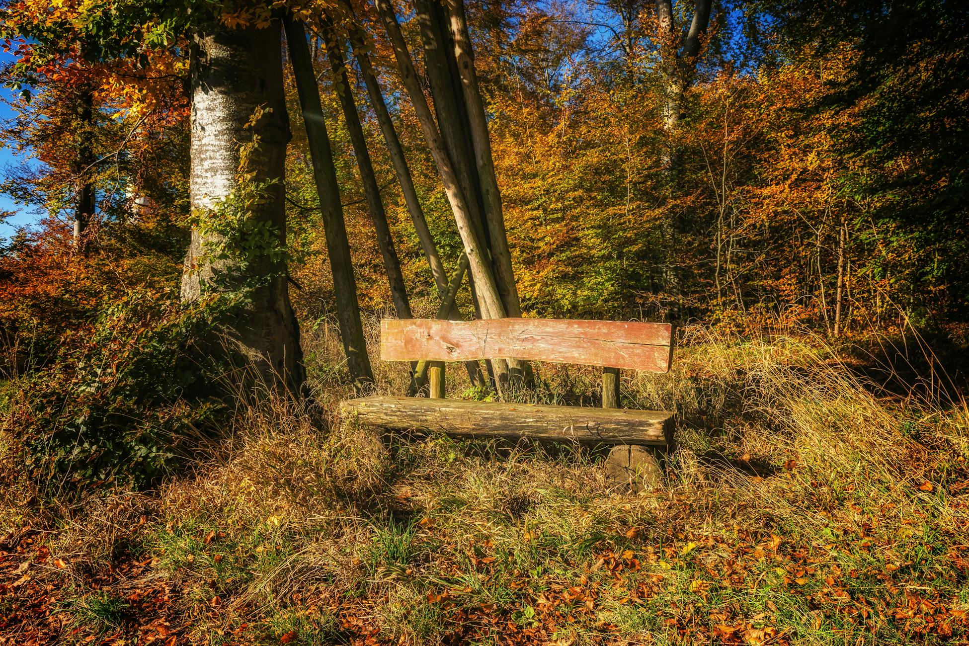 A scenic view of a rustic wooden bench surrounded by vibrant autumn foliage in a serene forest setting.
