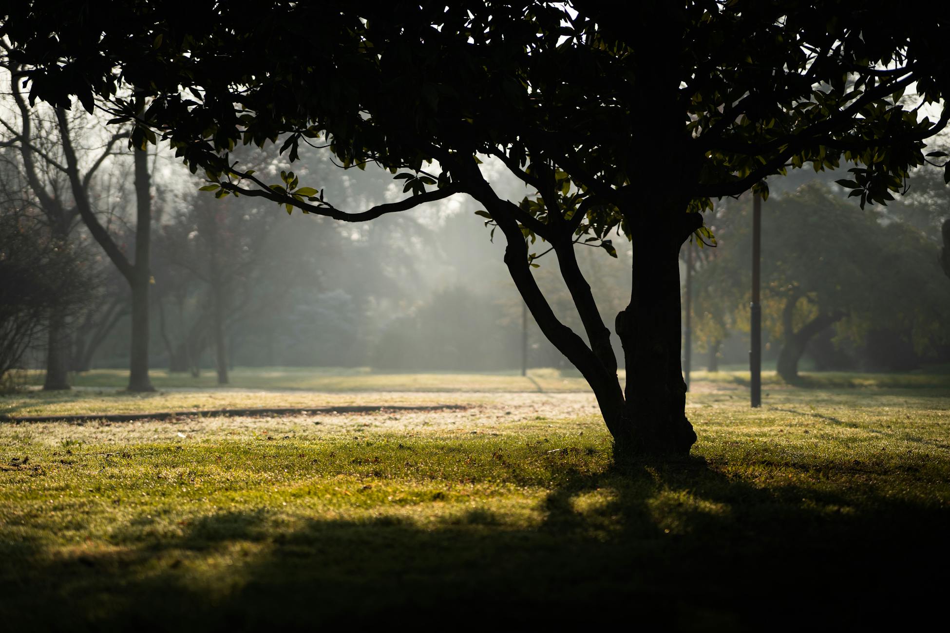 A tranquil park scene in autumn with dappled sunlight creating dramatic shadows through the trees.