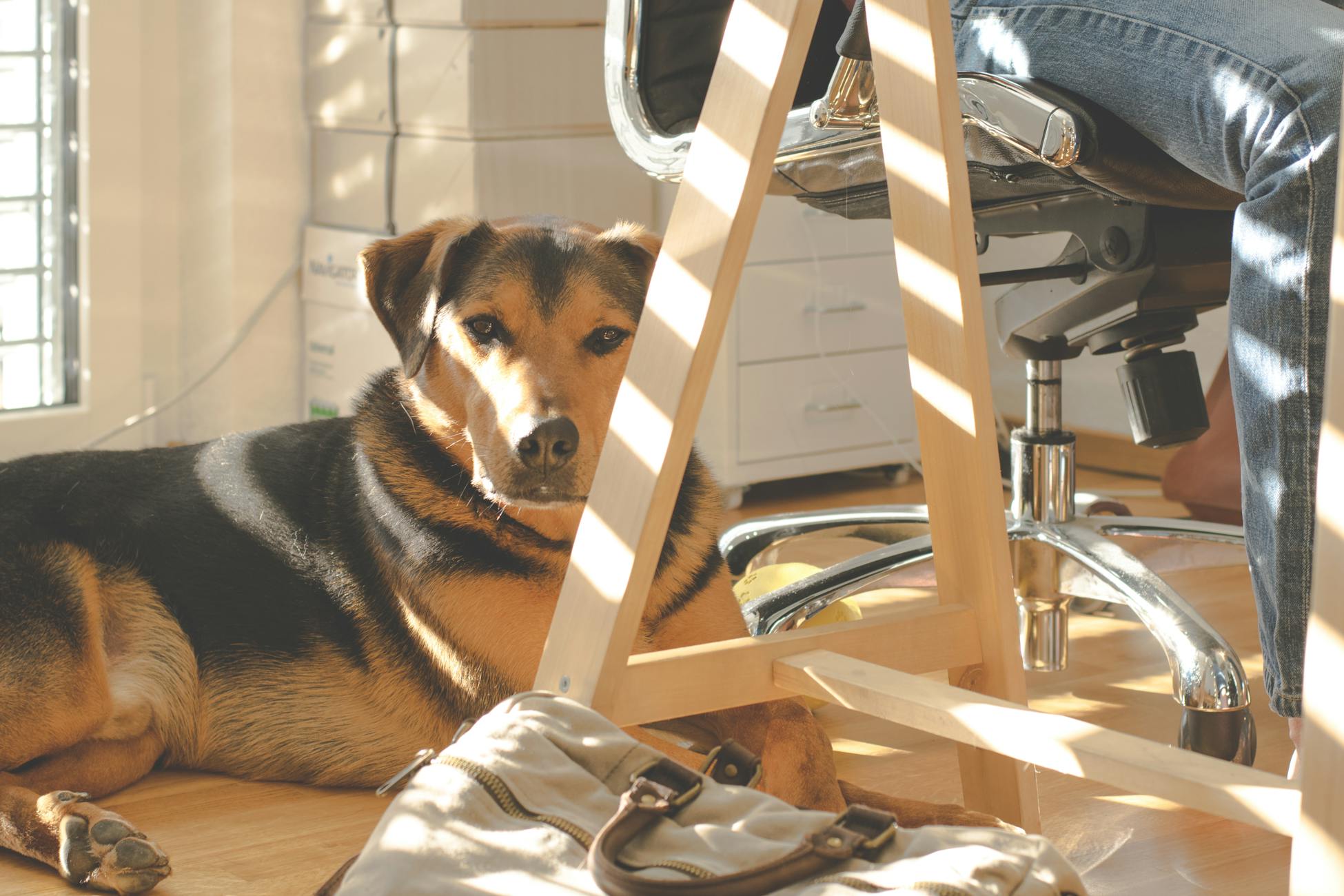 A mixed breed dog relaxing in a sunny home office space, highlighting warmth and domestic comfort.