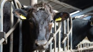 The Netherlands just approved high-rise vertical farms for residential zoning, and it could reshape how European cities feed themselves