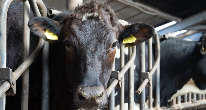 The Netherlands just approved high-rise vertical farms for residential zoning, and it could reshape how European cities feed themselves