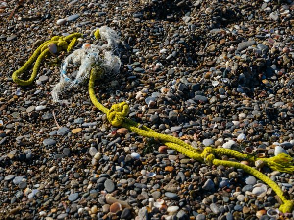 Thousands of Eyeless Marine Animals Wash Ashore in Papua New Guinea