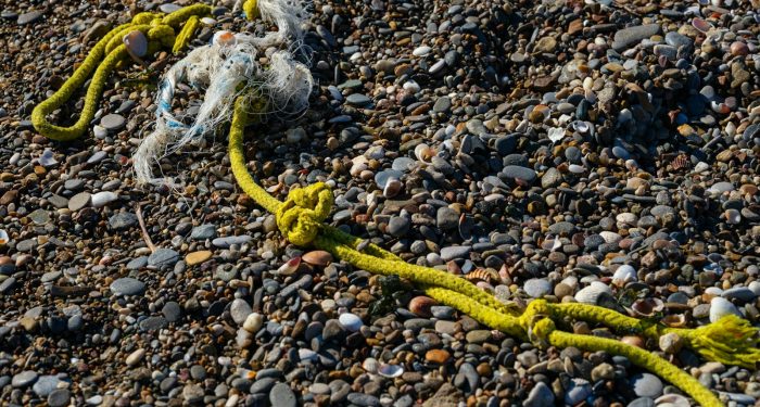 Thousands of Eyeless Marine Animals Wash Ashore in Papua New Guinea