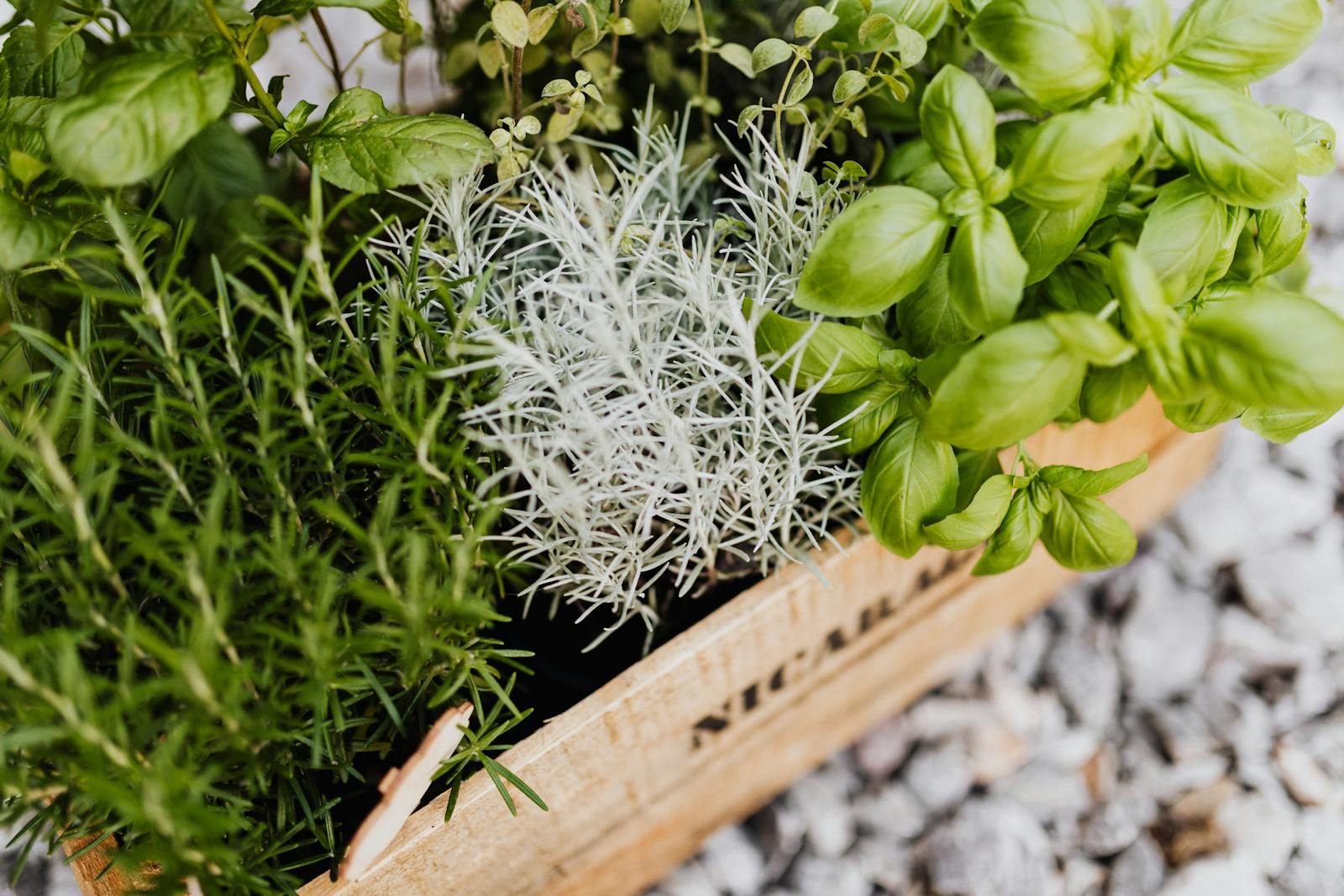 balcony herbs evening light