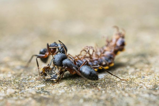 Caffeinated bait makes invasive ants faster learners, and that could reshape pest control