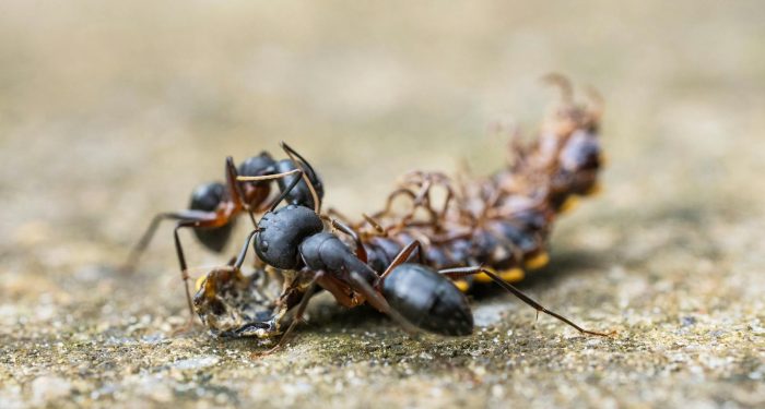 Caffeinated bait makes invasive ants faster learners, and that could reshape pest control