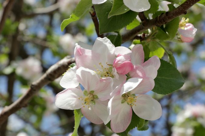 Earlier Springs Are Threatening the Crops Plant-Based Eaters Rely On Most