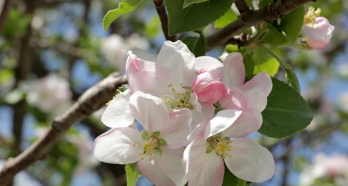 Earlier Springs Are Threatening the Crops Plant-Based Eaters Rely On Most