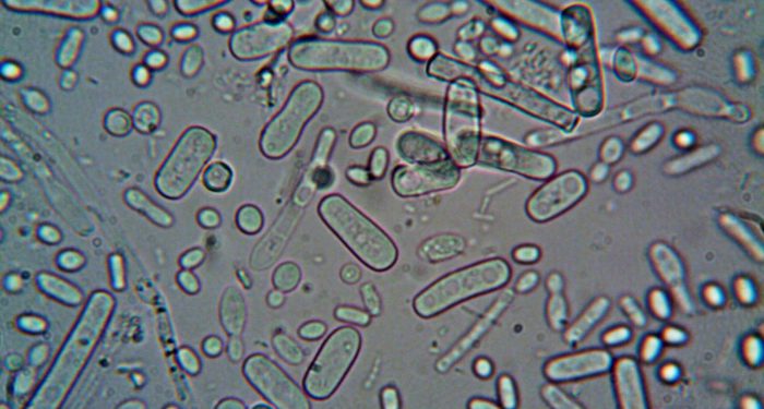 Harvard scientists trace a gut bacterium and a common pollutant to depression's biology