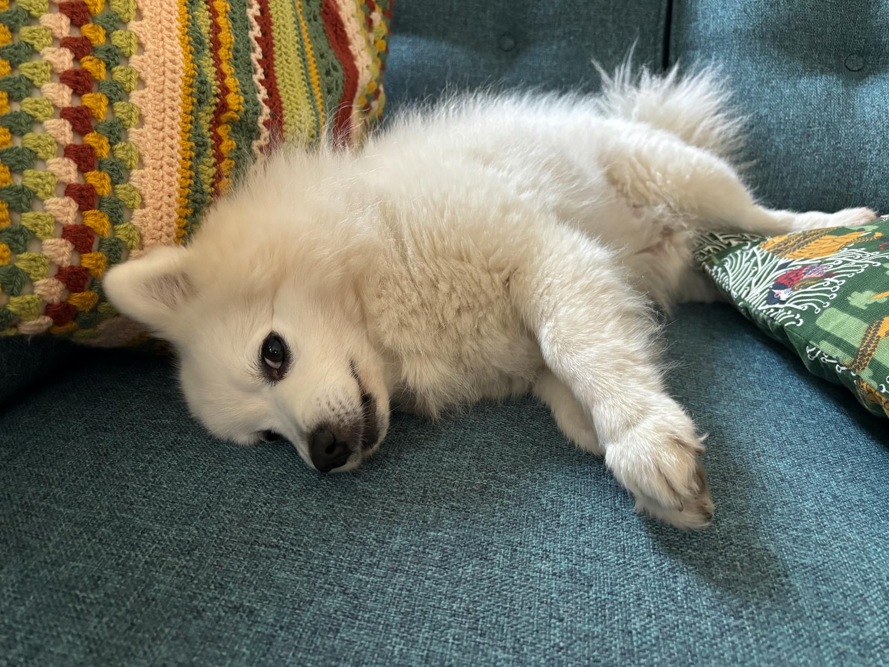 Cute Japanese Spitz lying comfortably on a couch with colorful pillows, exuding relaxation and warmth.