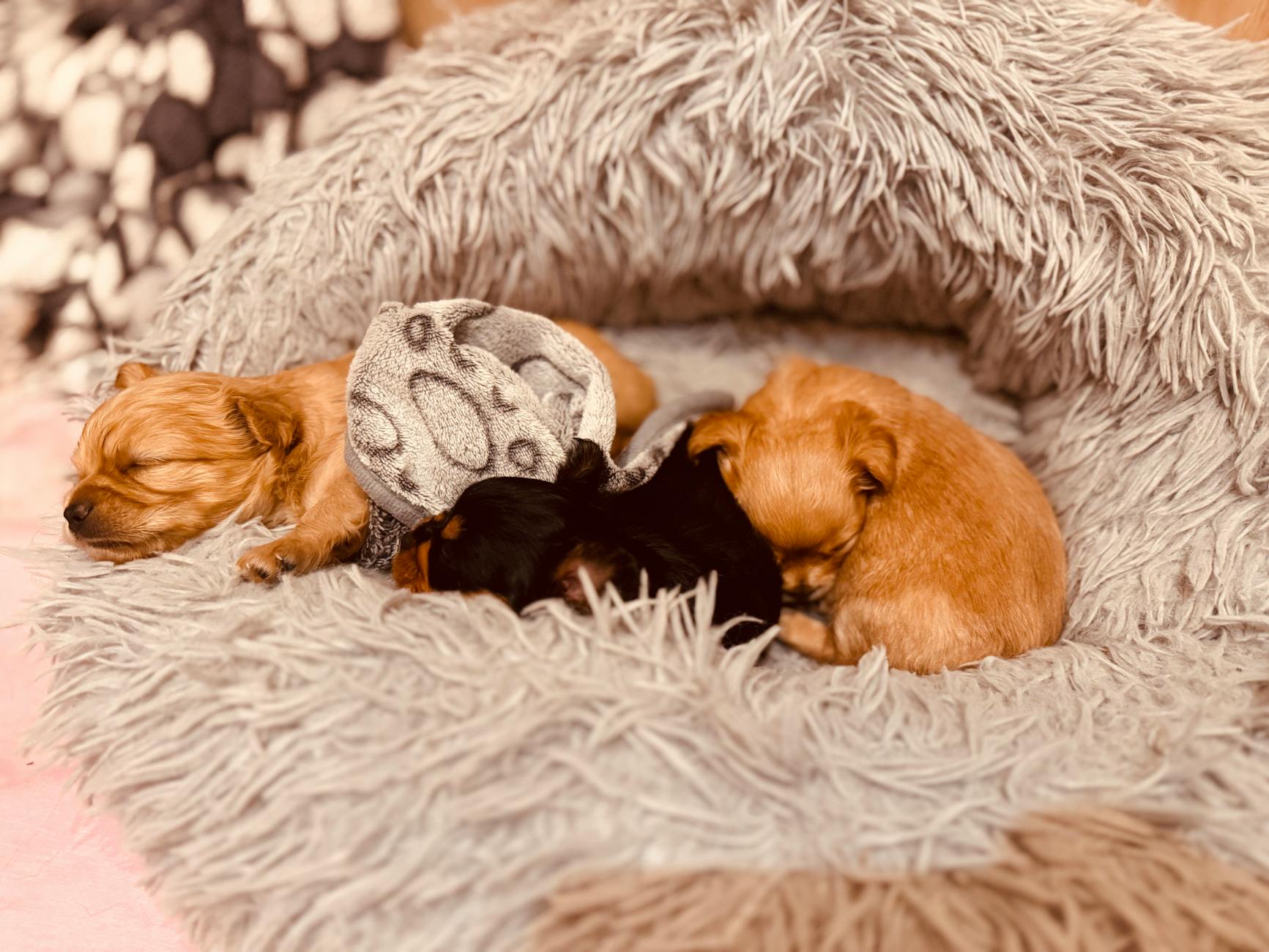 Three cute puppies peacefully napping on a fluffy soft bed, cozy and warm.