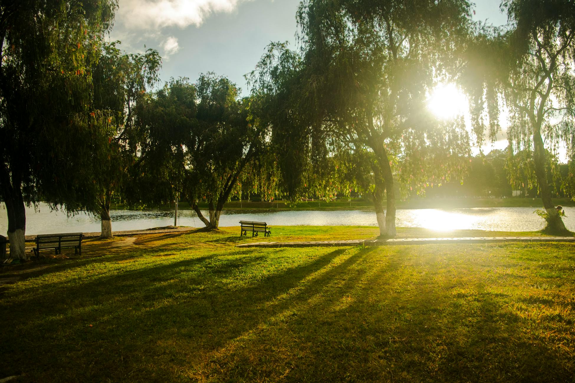 A peaceful park scene with trees casting shadows on grassy lawn by a sunlit lake.
