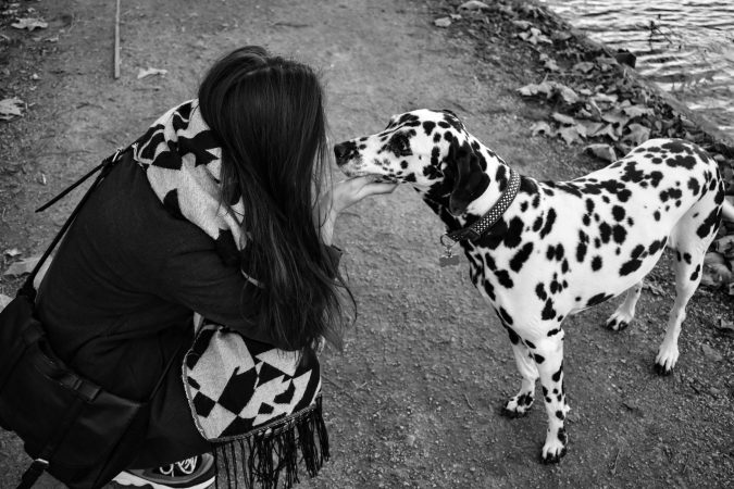 A serene black and white scene of a woman affectionately meeting a Dalmatian dog.