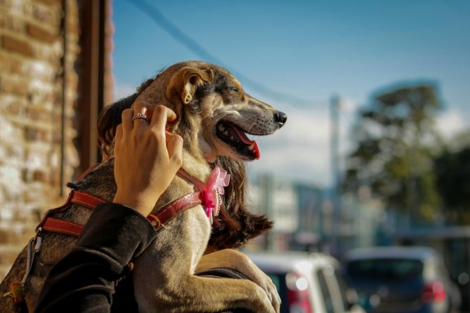 A woman lovingly holds her dog outdoors, basking in the sunlight.