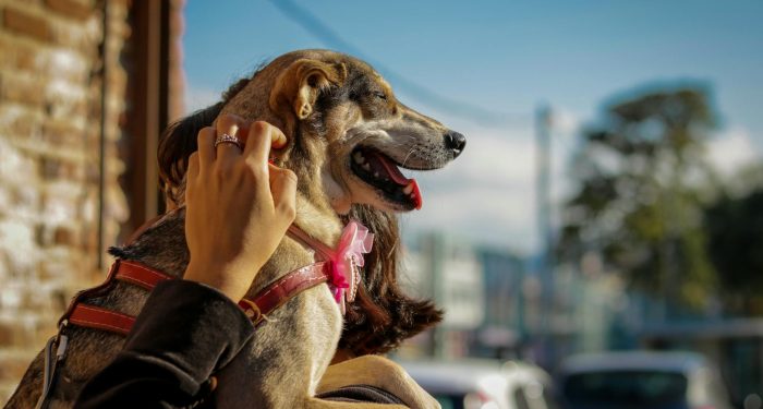 A woman lovingly holds her dog outdoors, basking in the sunlight.
