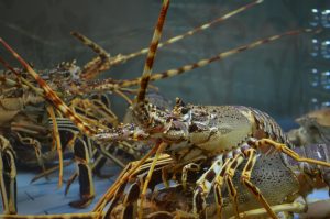 Maine's lobster fishery faces a threat worse than warming alone