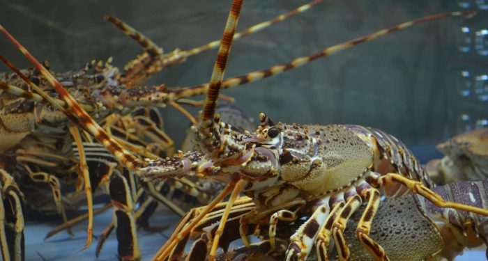 Maine's lobster fishery faces a threat worse than warming alone