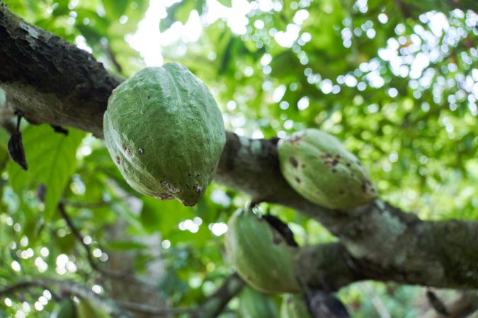 Mars and ofi partner to cut cocoa's carbon footprint, but will farmers see the benefits?