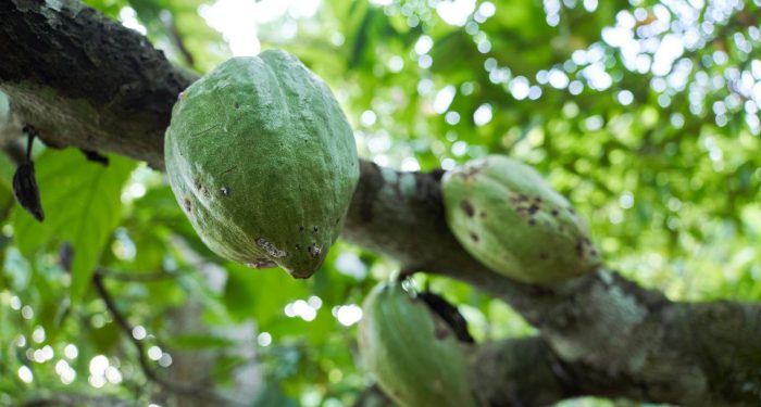Mars and ofi partner to cut cocoa's carbon footprint, but will farmers see the benefits?