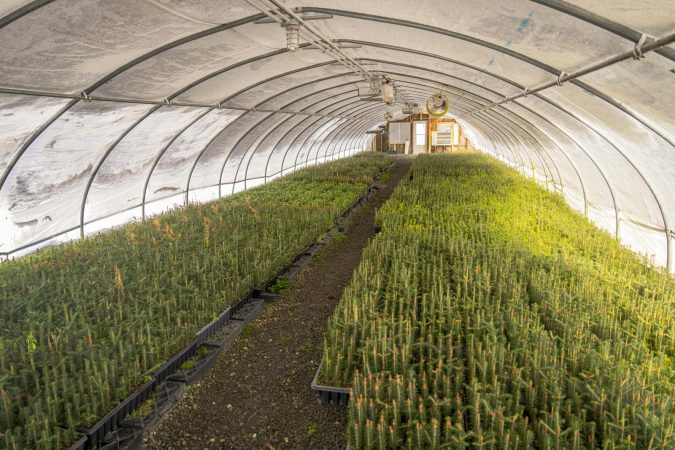 New Mexico bets on a chili-roaster greenhouse to outpace its wildfire seedling shortage