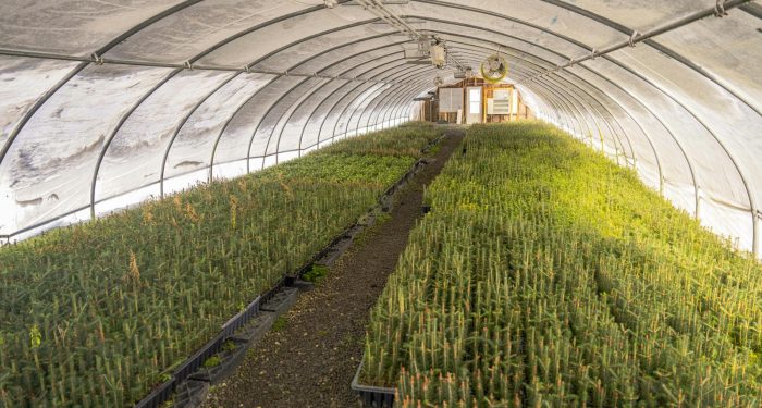 New Mexico bets on a chili-roaster greenhouse to outpace its wildfire seedling shortage