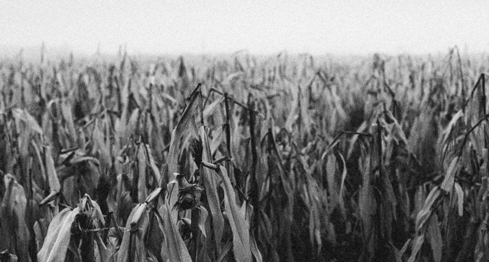 The food system is adapting to extreme heat — but the workers feeding it are being left behind