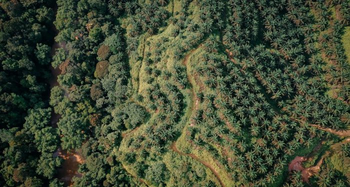 Trump's biofuel mandate could torch millions of acres of rainforest