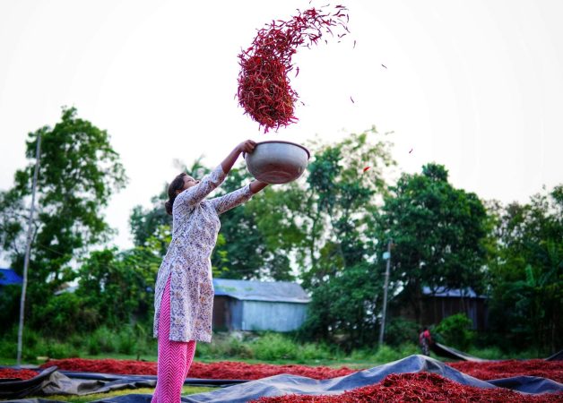 Why India's red-hot chile peppers became almost entirely women's work