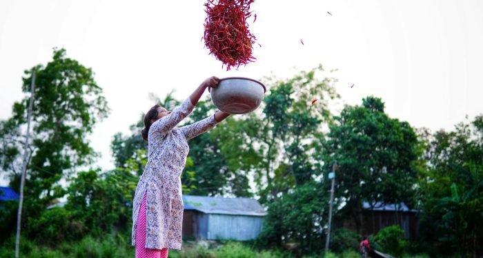 Why India's red-hot chile peppers became almost entirely women's work