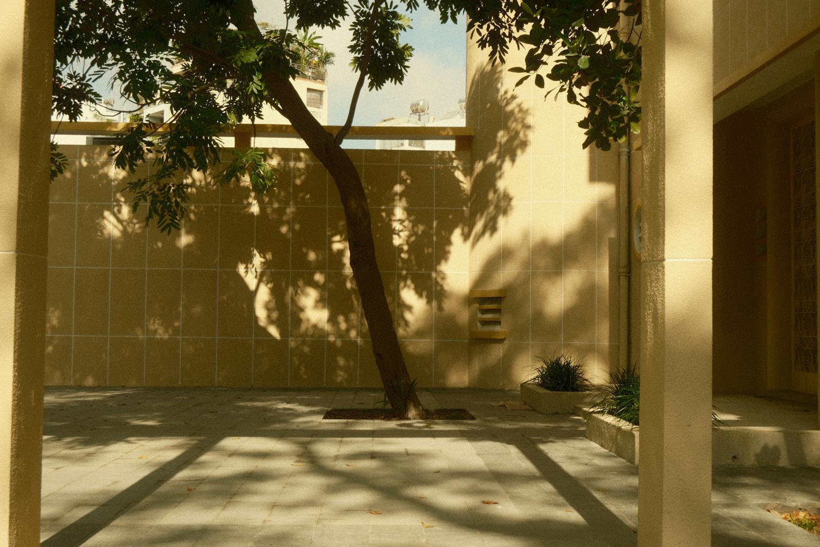 garden afternoon light