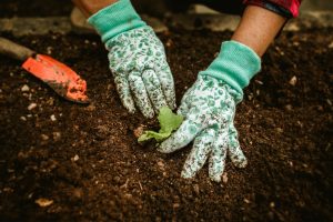 hands in garden soil